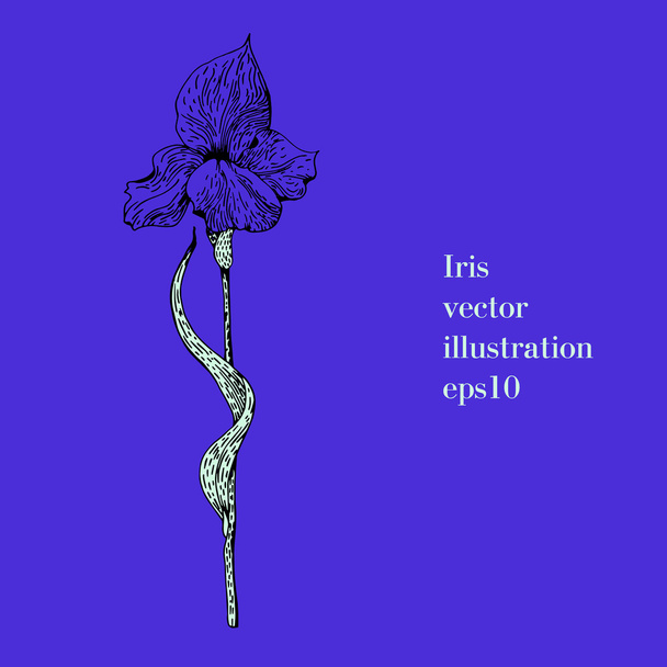 Hand drawn illustration of iris. Vintage style. - Διάνυσμα, εικόνα