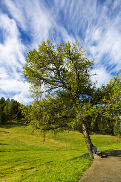 Дерево в Seiser Alm - Фото, зображення