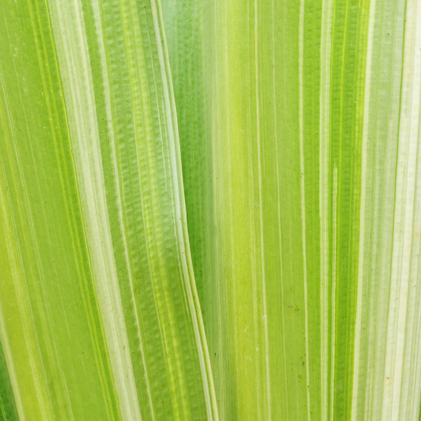 Close up fresh green leaves - 写真・画像