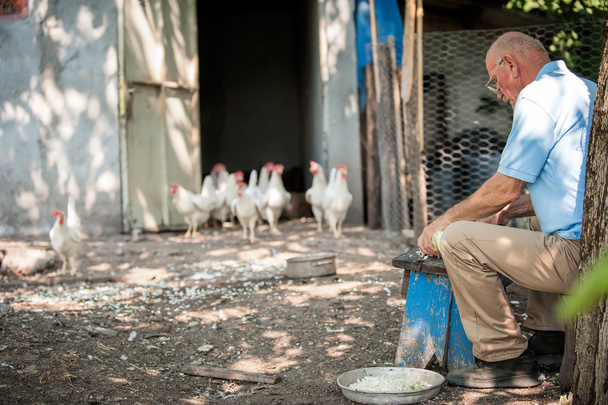 Farmer feeding big farm chickens - Foto, Imagem