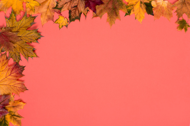 autumn leaves of a maple  - Фото, изображение