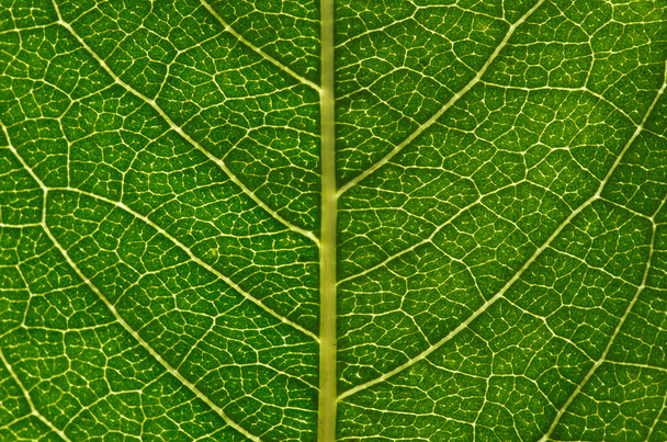 leaf background - Photo, image