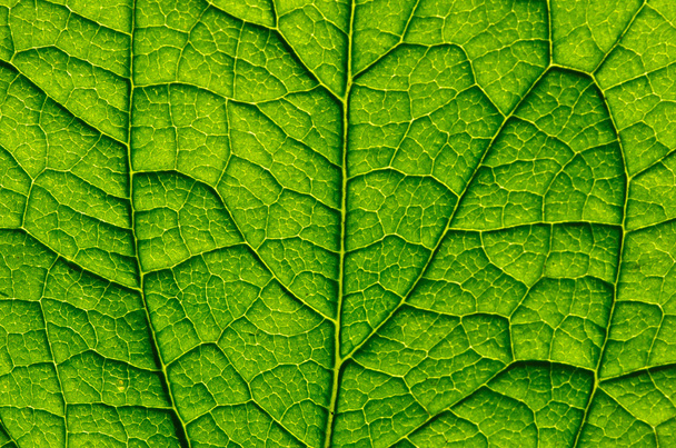 green leaf - Foto, afbeelding