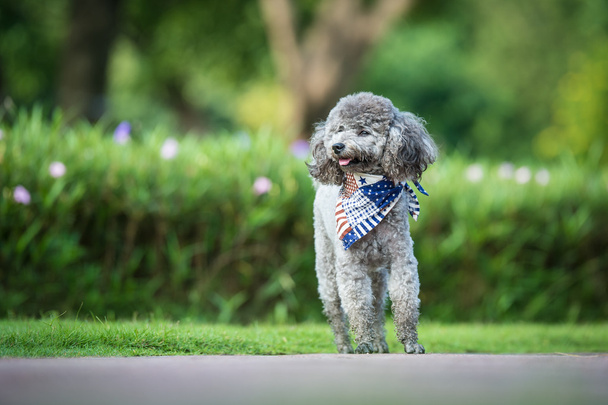 Poodles playing in the grass - 写真・画像