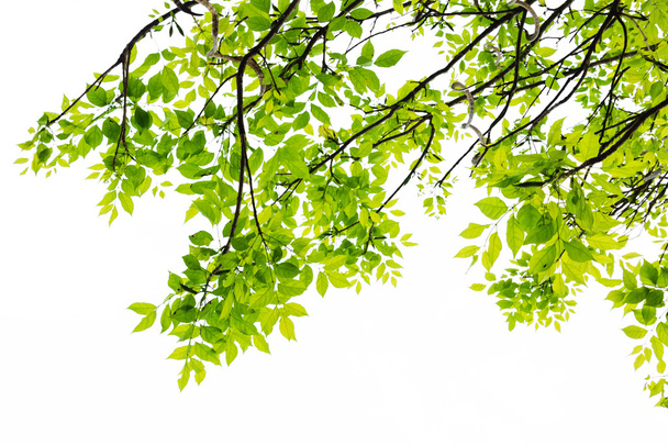 νωπά πράσινα φύλλα που απομονώνονται σε λευκό φόντο. - Φωτογραφία, εικόνα