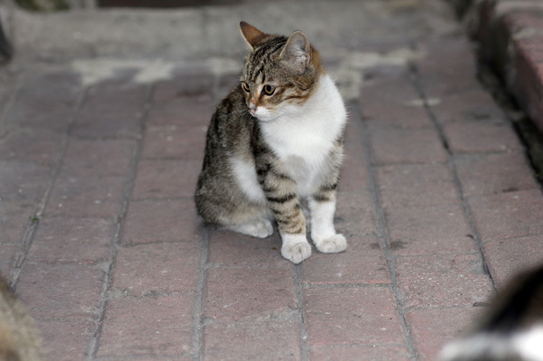 closeup shot of a cat - Photo, Image
