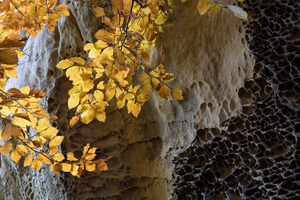 Texture delle rocce e del ramo di faggio con foglie gialle
 - Foto, immagini