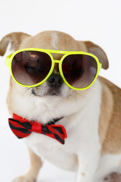 roztomilý čivava pes  - Fotografie, Obrázek