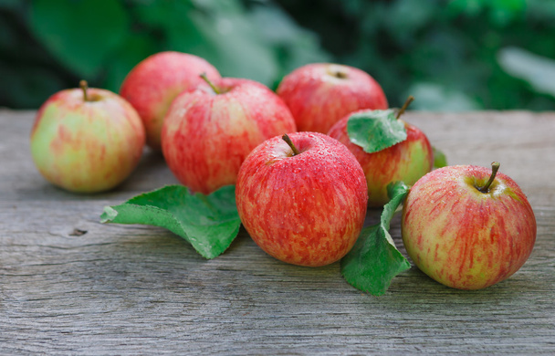 Cosecha de manzanas rojas y amarillas en jardín de otoño
 - Foto, imagen