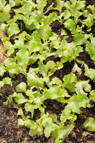 salada verde tigela plantio
 - Foto, Imagem