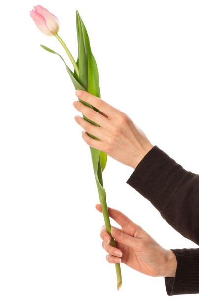 Spring tulip - Zdjęcie, obraz