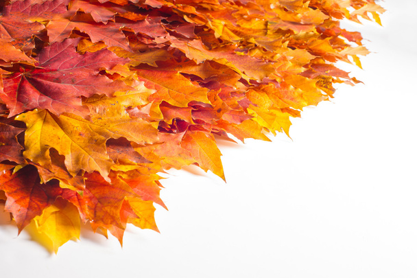 Textur, Muster, Hintergrund. Ahornblätter im Herbst ein Baum oder Strauch mit gelappten Blättern, geflügelten Früchten und buntem Herbstlaub. - Foto, Bild