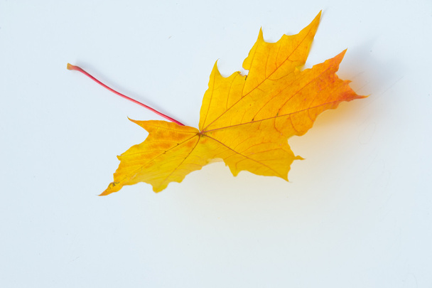 Textur, Muster. Herbst-Ahornblatt auf weißem Hintergrund  - Foto, Bild