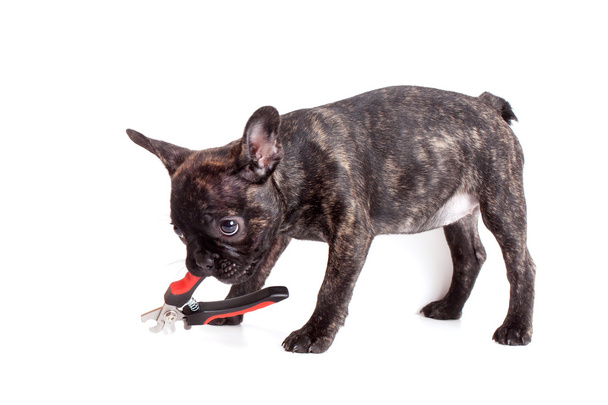 puppy French bulldog  - Valokuva, kuva