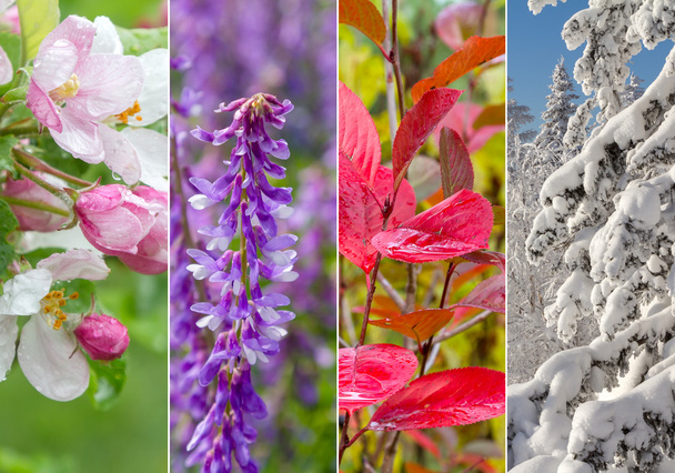 Collage di quattro stagioni
 - Foto, immagini