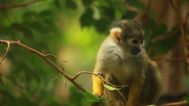 Small Monkey portrait - Footage, Video