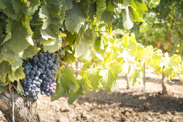 Vines grapes on sunlight. - Foto, afbeelding