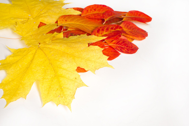Texture, pattern, background. Leaves of autumn trees, studio sho - Φωτογραφία, εικόνα