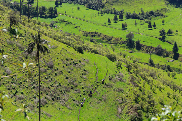 Grüner Dschungel in den Bergen, Palmen im Kokoratal, Kolumbien - Foto, Bild