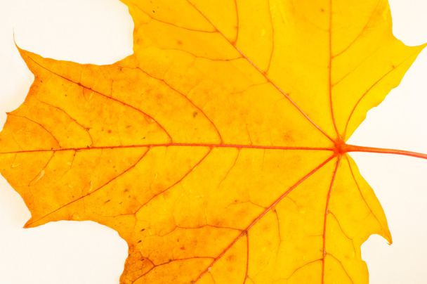 Текстура, рисунок, фон. Осенние листья на дереве, Мэйпл Ли
 - Фото, изображение