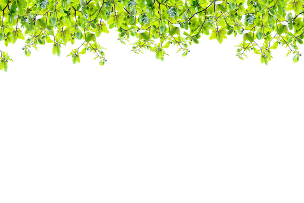 zöld levelek keret elszigetelt fehér, absztrakt jellegű háttere - Fotó, kép