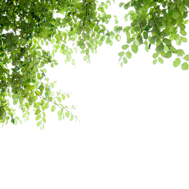 Όμορφα πράσινα φύλλα καρέ που απομονώνονται σε λευκό, αφηρημένη φύση - Φωτογραφία, εικόνα