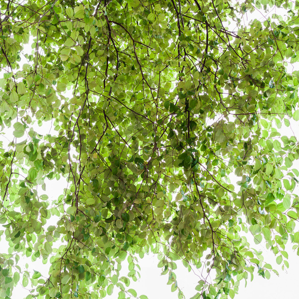 Bella cornice foglie verdi isolato su bianco, natura astratta
 - Foto, immagini