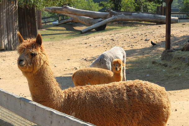 Llama alpaca (Vicugna pacos), focada na frente (primeiro) llama
 - Foto, Imagem
