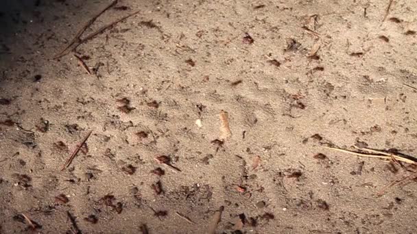 Exército de formigas
 - Filmagem, Vídeo