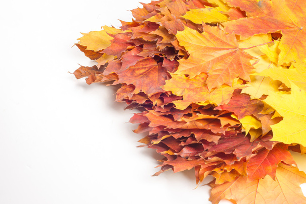 texture, background. Maple Leaves yellow shades of red and gold. - Foto, afbeelding