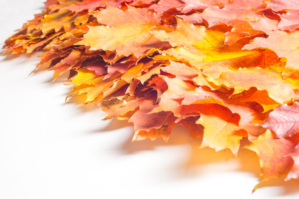 Texture, pattern, background.  autumn maple leaf on a white back - Foto, afbeelding
