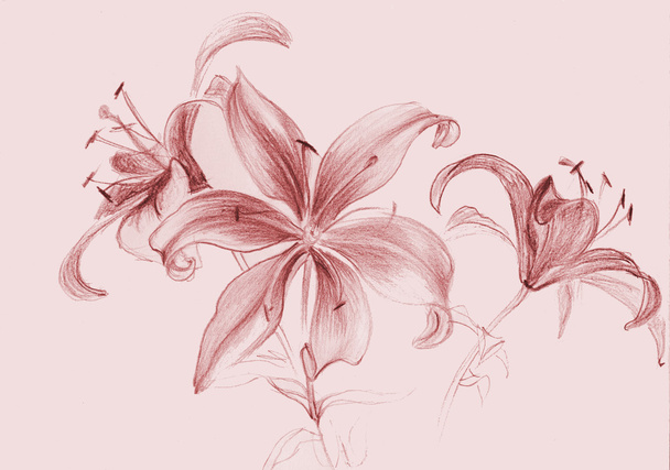 Λουλούδια των κρίνων. Σχήμα σαγκουίνια. - Φωτογραφία, εικόνα