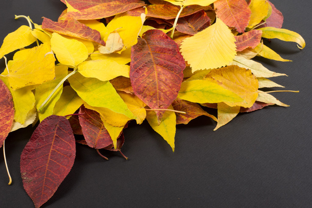 テクスチャ、パターン、秋の木々 の葉撮影スタジオ, - 写真・画像