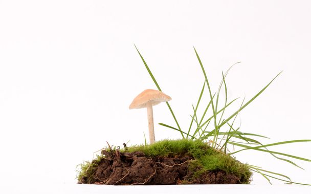 fresh harvested mushrooms in studio - Photo, Image