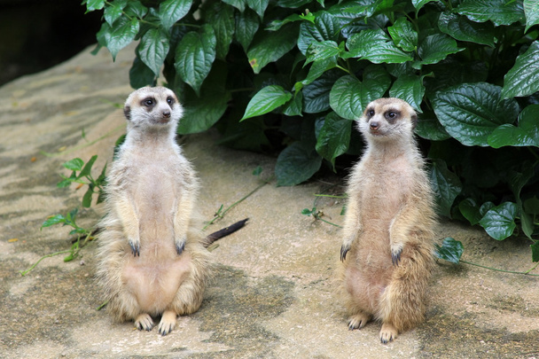 Meerkat or suricate  - Photo, Image