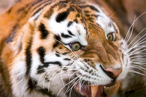 Молодой тигр (Panthera tigris altaica) агрессивно рычит
 - Фото, изображение
