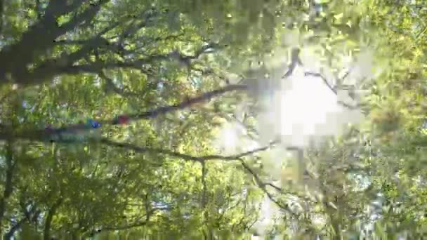 Солнце светит сквозь зеленые вершины деревьев
  - Кадры, видео