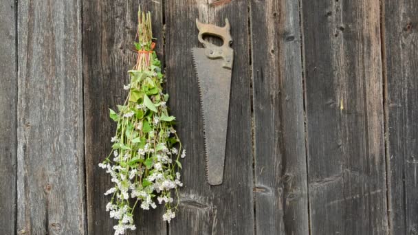 opknoping kruiden bos op oude houten muur - Video