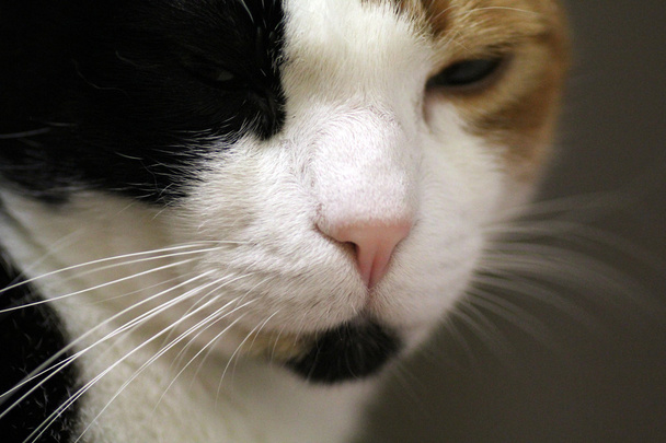 Detailní záběr kočka - Fotografie, Obrázek