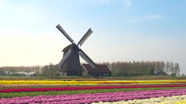 ряды цветущих тюльпанов в передней деревянной мельнице
  - Кадры, видео
