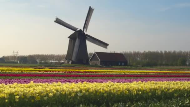 Reihen blühender Tulpen vor hölzerner Windmühle  - Filmmaterial, Video