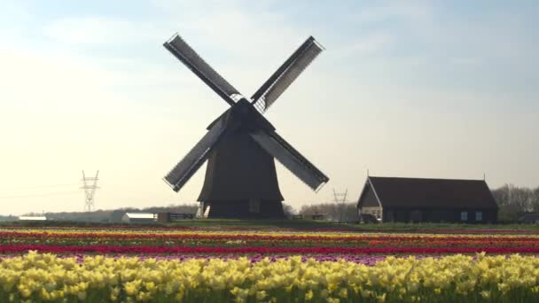 rows of flowering tulips in front wooden windmill  - Footage, Video