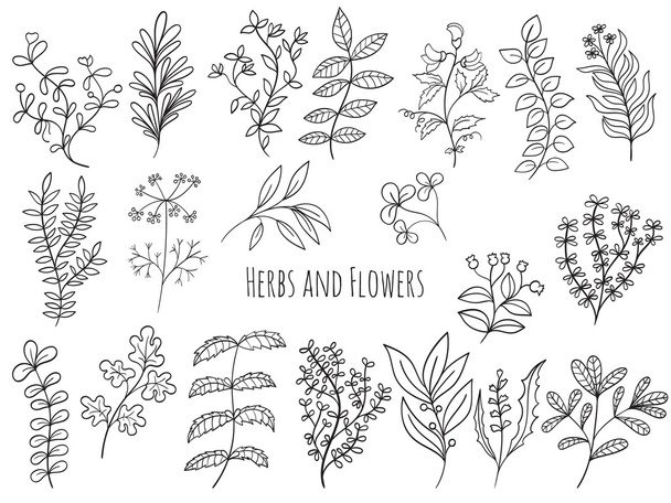 Set of flowers and herbs - Vektor, kép