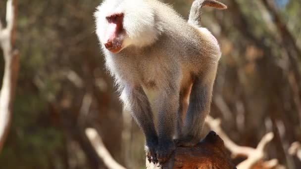 Makak małpa portret - Materiał filmowy, wideo