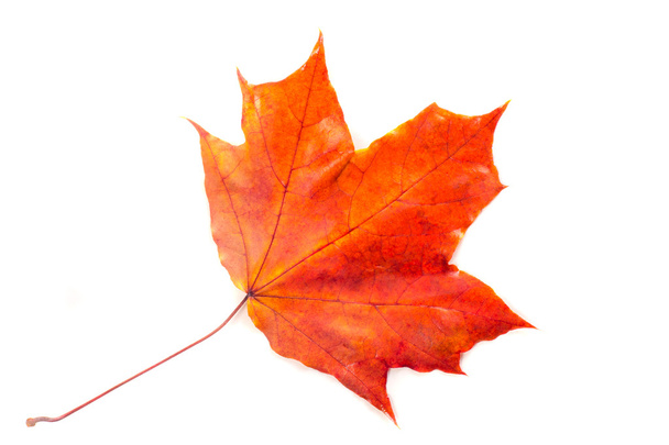 Textura, patrón, fondo. Hojas de otoño en un árbol, Pulga de arce
 - Foto, imagen