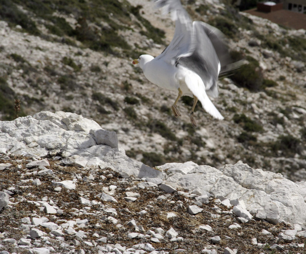Seagull opstijgen - Foto, afbeelding