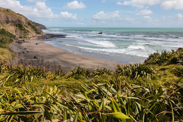 Новозеландский лен растет на пляже Муривай
  - Фото, изображение