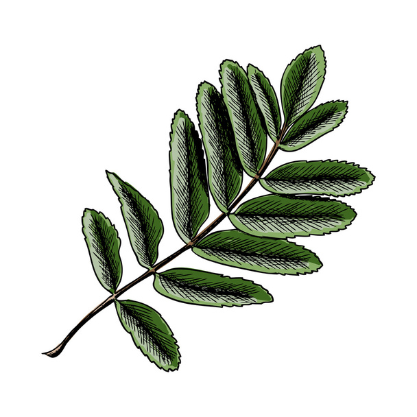 Hand painted rowan leaves - Vector, afbeelding