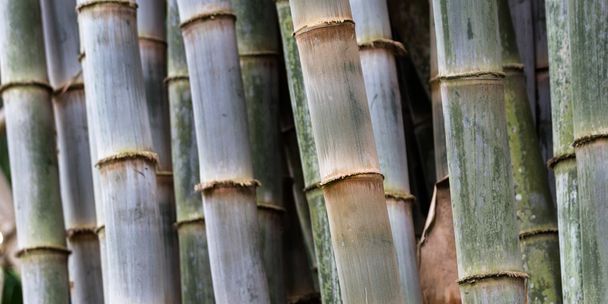 Толстая бамбуковая роща
  - Фото, изображение