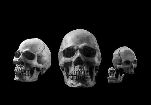 skull with a black background. - Photo, Image